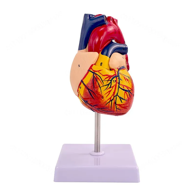 Medical Lab Ultrasound - Модель анатомии человеческого сердца 1:1, цветная,