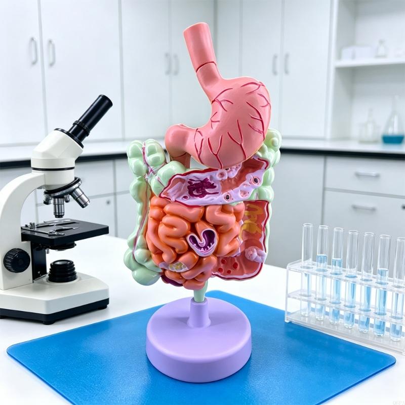 Q6PA 3D-модель обучения патоло – обзор и цена Medical Lab Observer